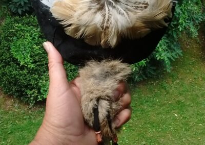 ceremonial smudge fan